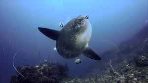 dive-candidasa