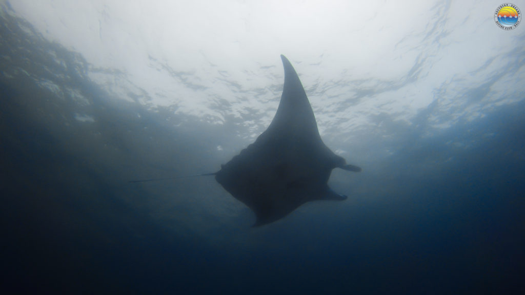 Diving-Bali-manta-ray