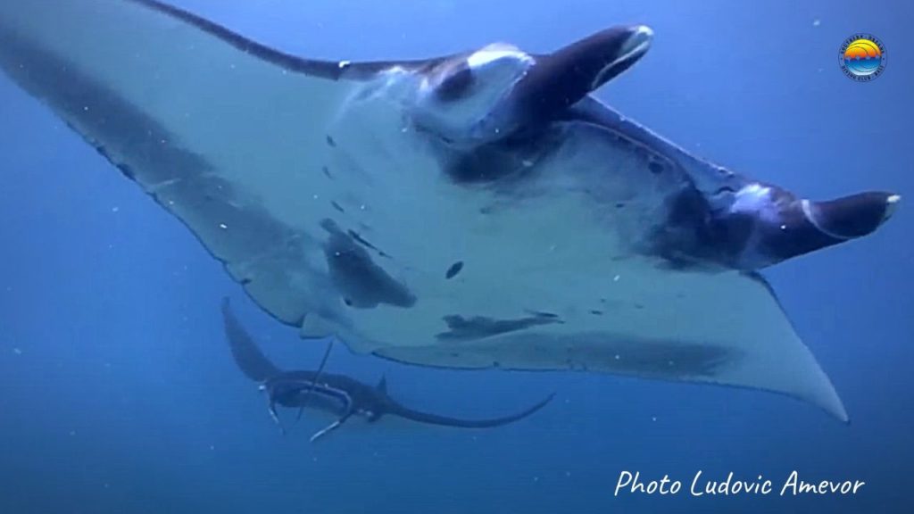 diving-manta-rays-nusa-penida