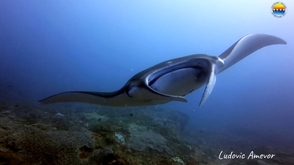 Marine-life-Bali-Manta-ray