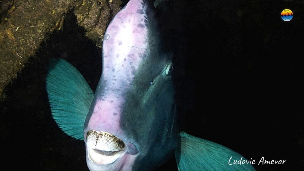 bali-diving-tulamben-humphead-parrrotfish