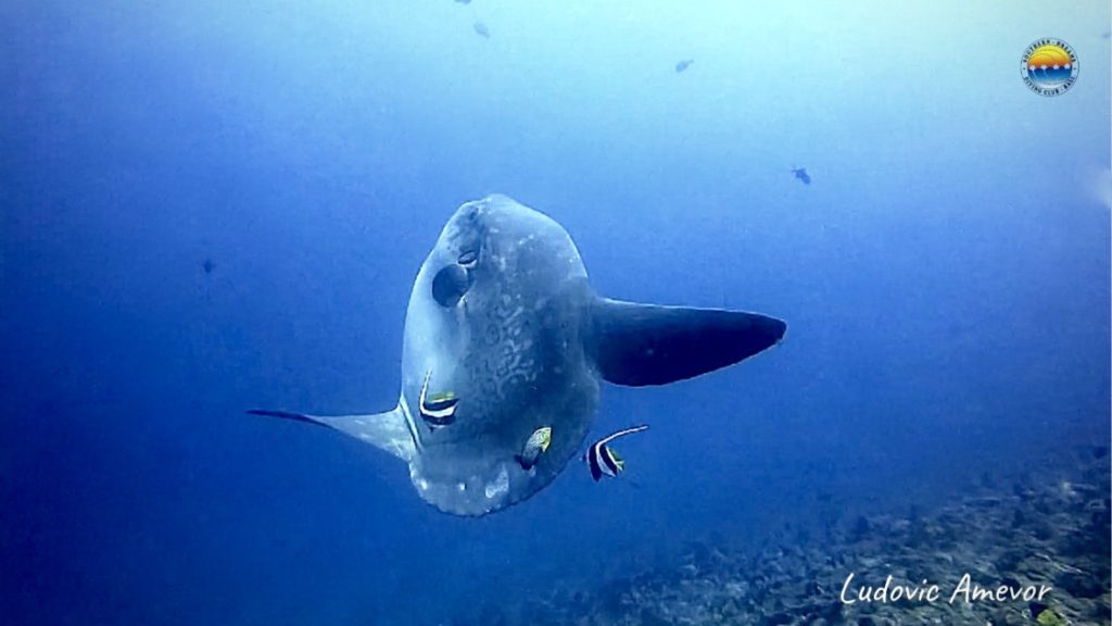 oceanic-sunfish-bali