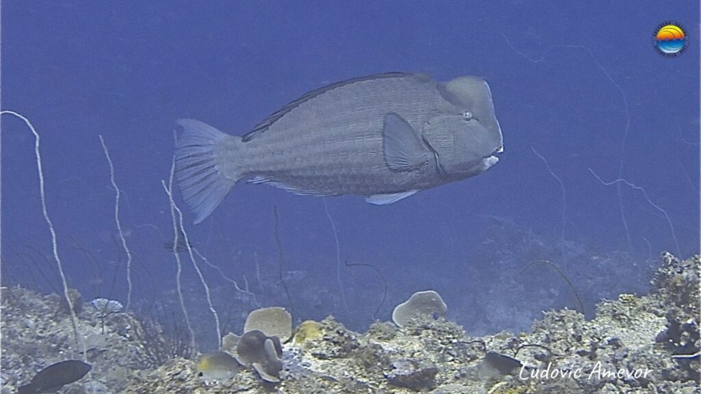 marine-life-bali-humphed-parrotfish