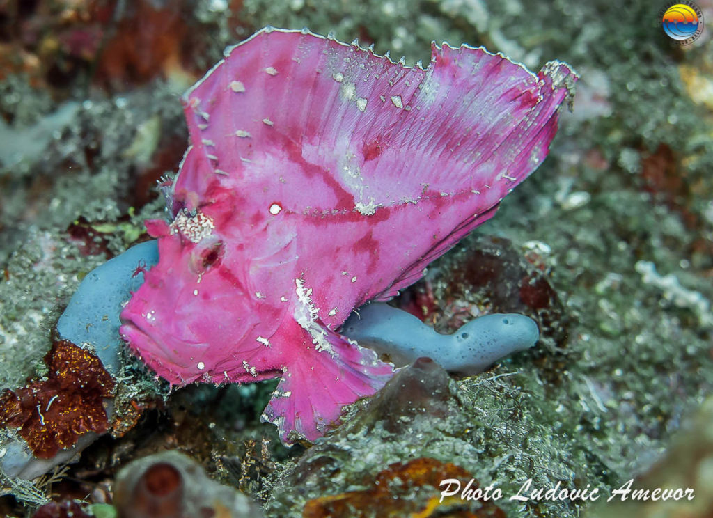 best dive Candidasa Bali