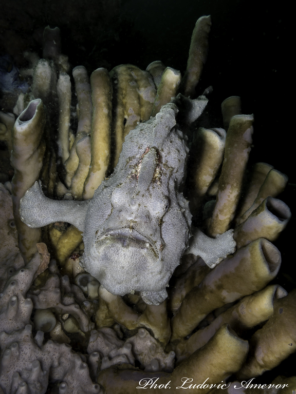 #dive_Bali #Southern_dreams_diving_club #dive_Candidasa #dive_center_Bali #dive_center_Candidasa #diving_courses_Bali #diving_cursos_Candidasa #dive_shop_Candidasa #deve_shop_Bali #dive_Amed #dive_Padangbai #dive_Tulamben #dive_Nusa_Penida #scuba_diving