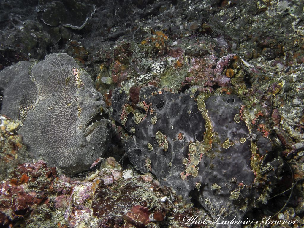 #dive_Bali #Southern_dreams_diving_club #dive_Candidasa #dive_center_Bali #dive_center_Candidasa #diving_courses_Bali #diving_cursos_Candidasa #dive_shop_Candidasa #deve_shop_Bali #dive_Amed #dive_Padangbai #dive_Tulamben #dive_Nusa_Penida #scuba_diving