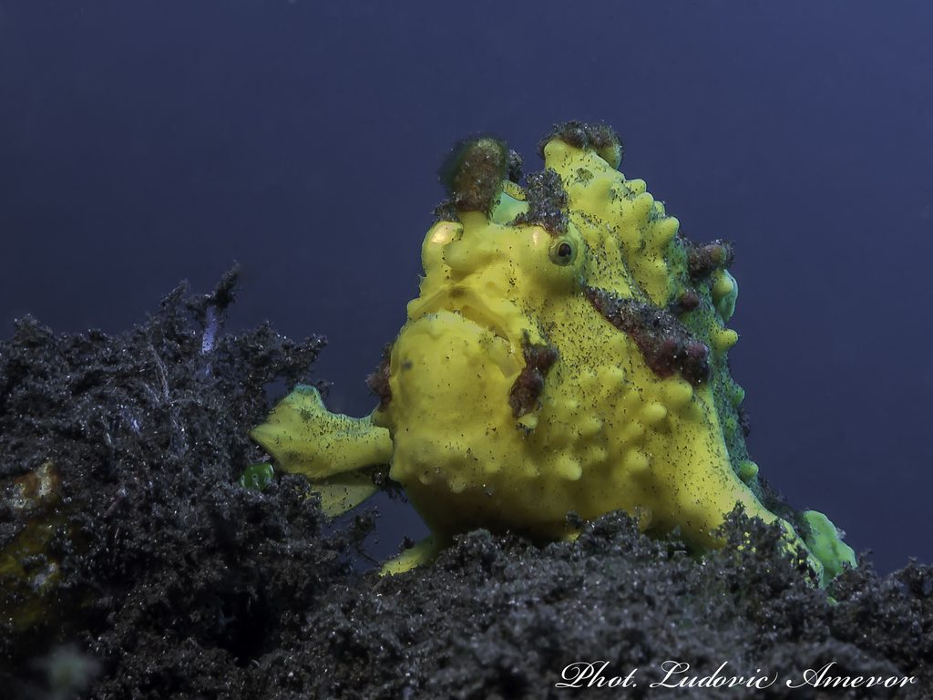 diving-Bali-padangbai