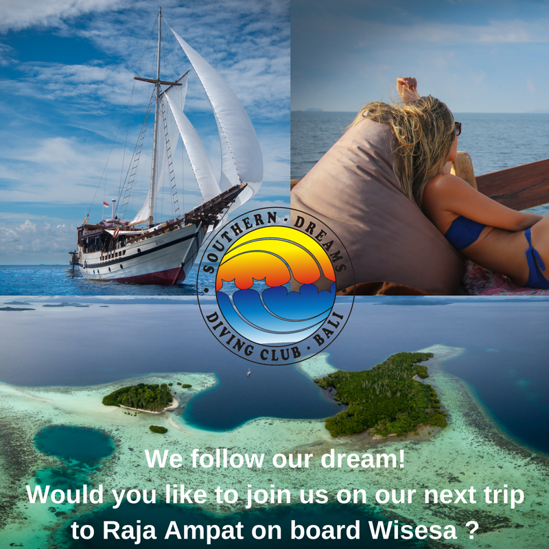 Southern Dreams Diving Club & Buceo Bali - Diving Raja Ampat