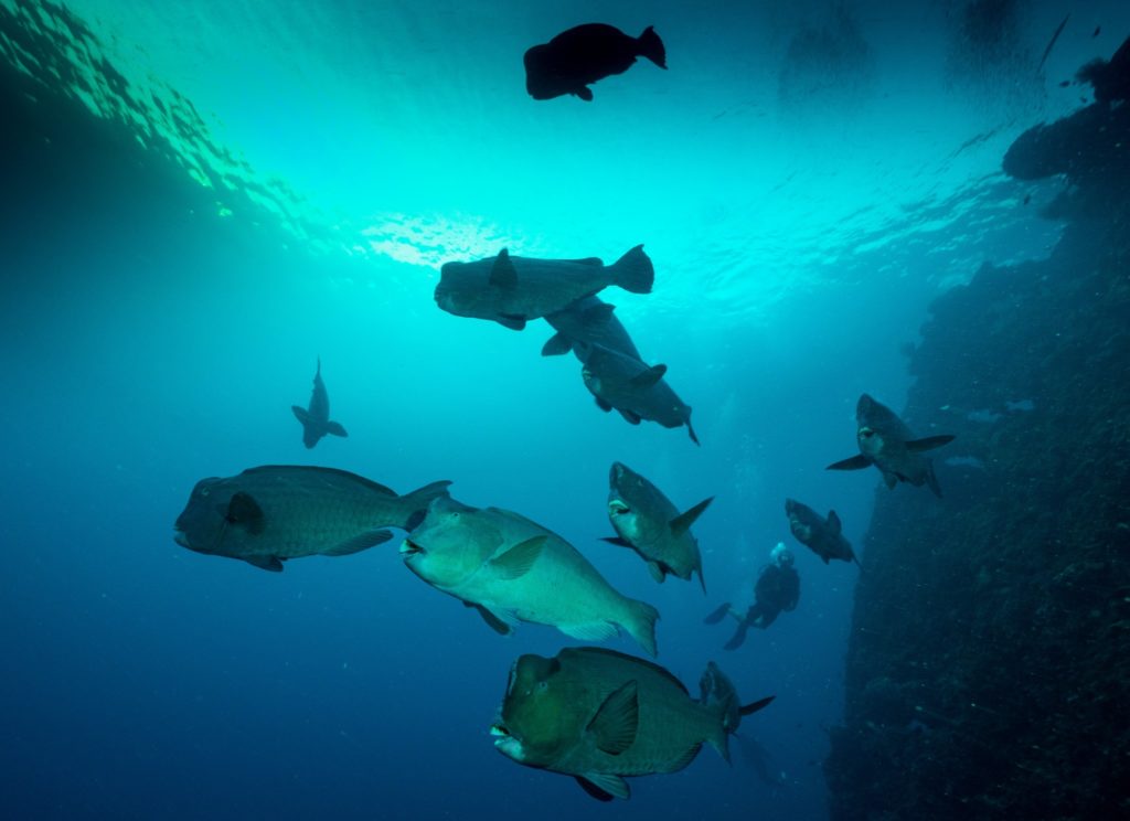 humphead-parrotfish