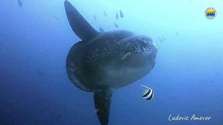 Mola mola - Diving with Mola Mola in Bali: Best Spots, Facts & Tips