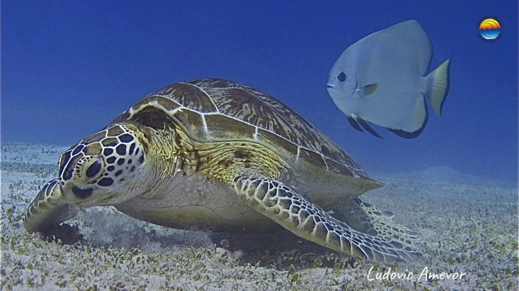 bali-turtles