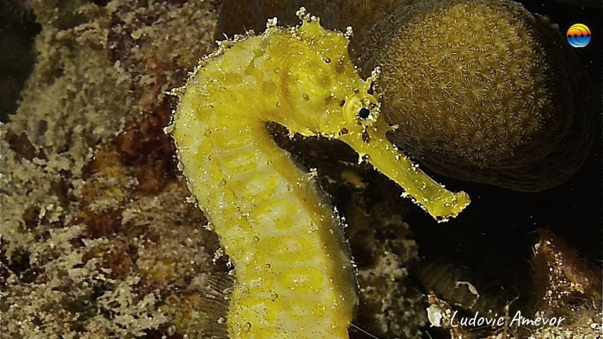 diving-bali-seahorse