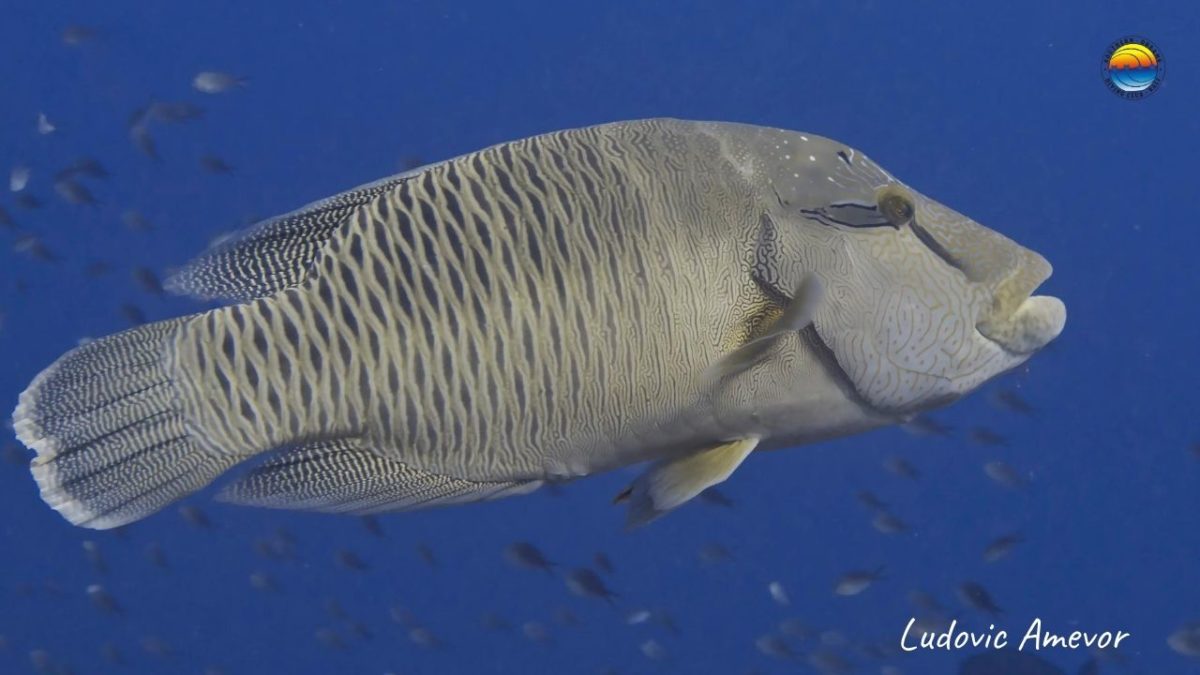 scuba-diving-bali