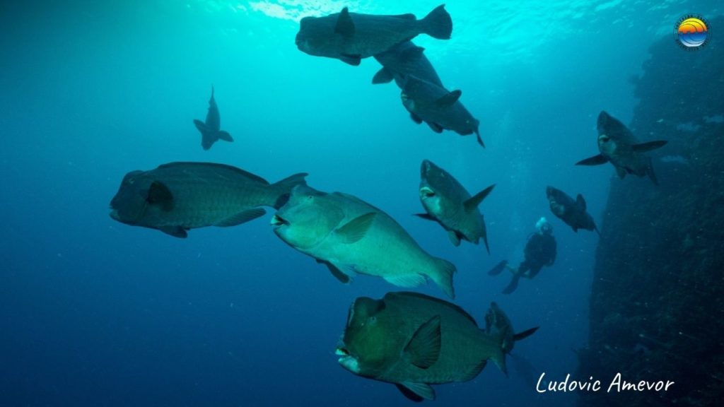 humphead-parrotfish