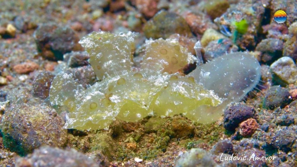 nudibranch-melibe