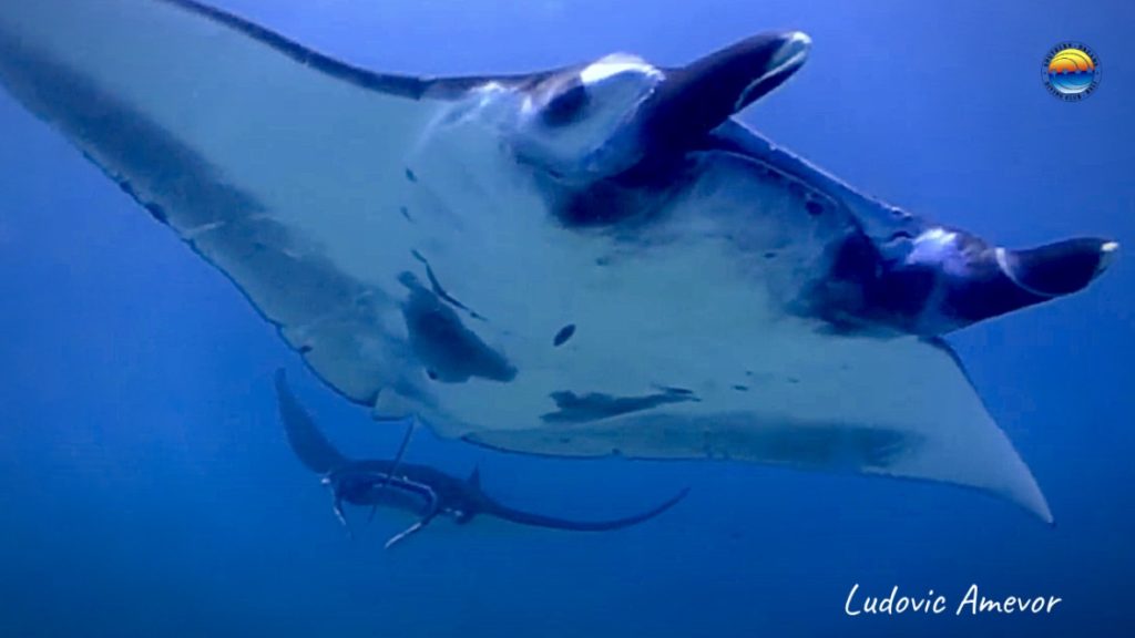diving-manta-rays-nusa-penida
