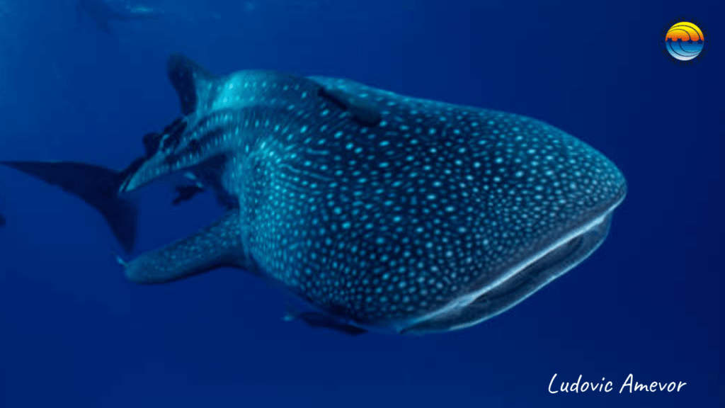 whale-shark