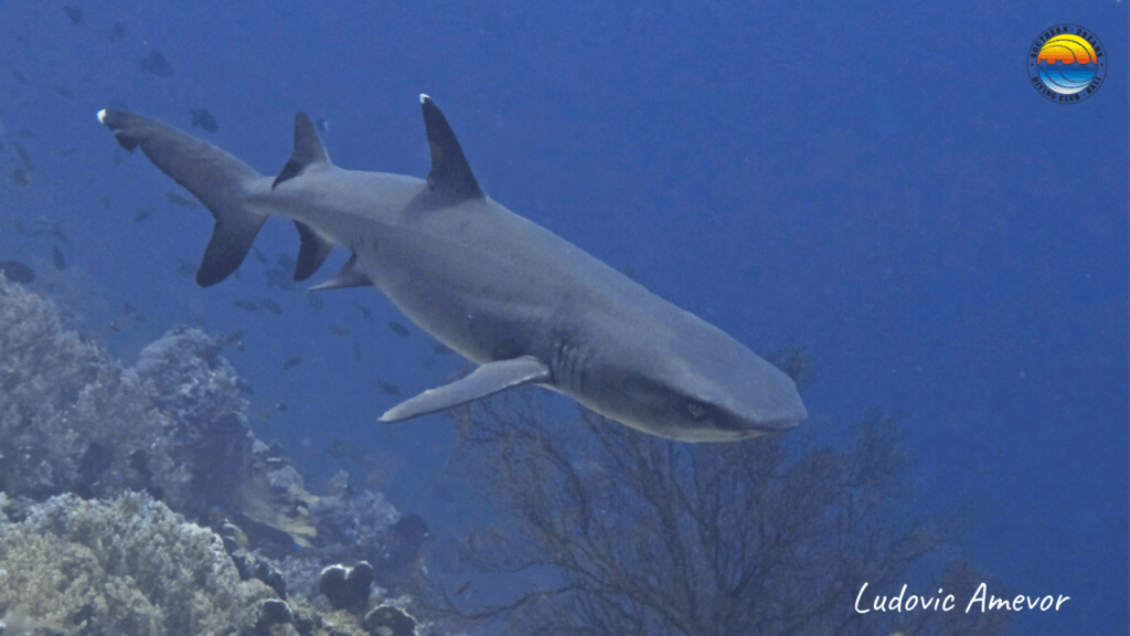 white-tip-reef-sharks
